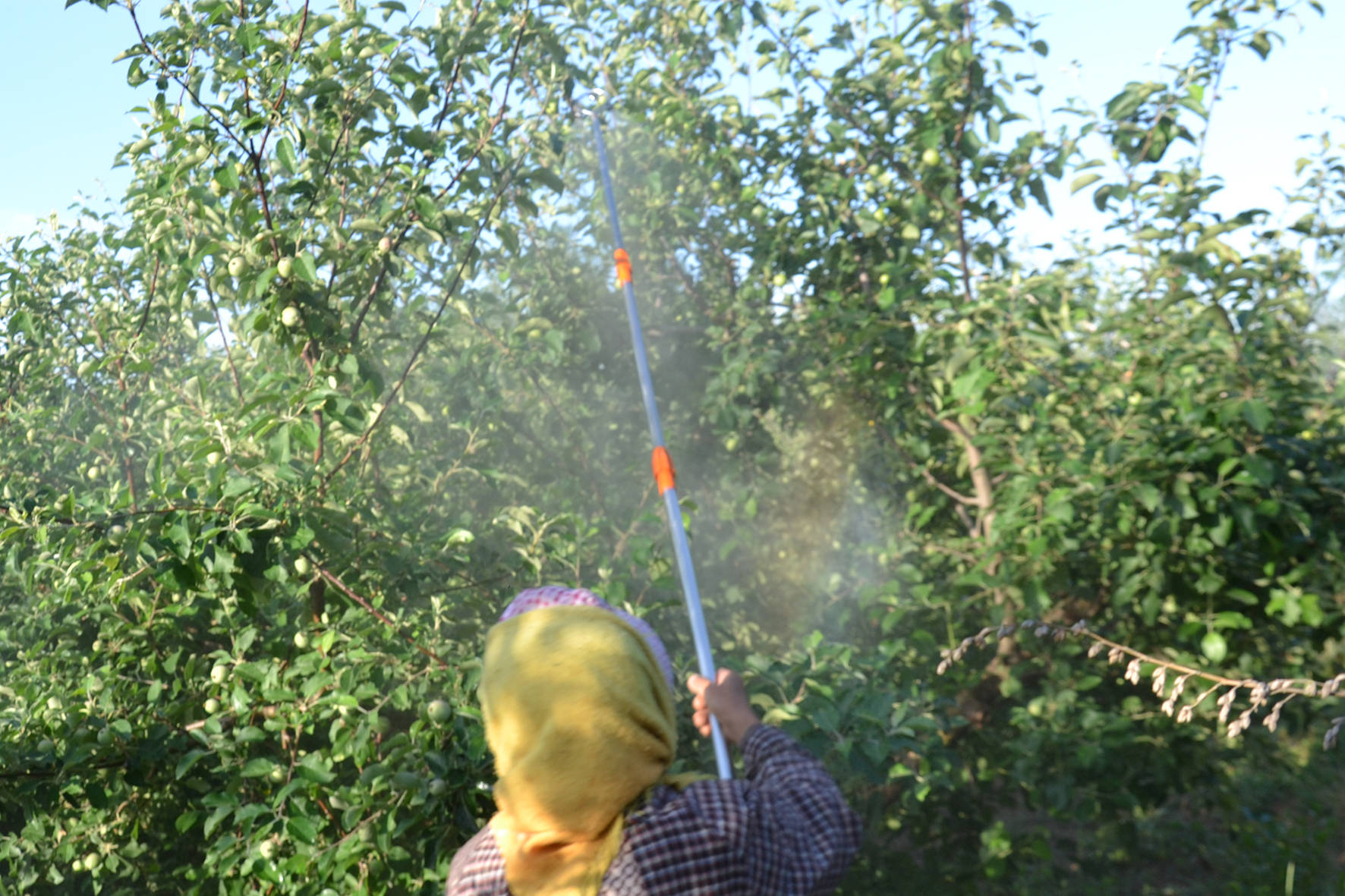 早晨配好打果树的药,遇雨第二天再打,药效还有吗