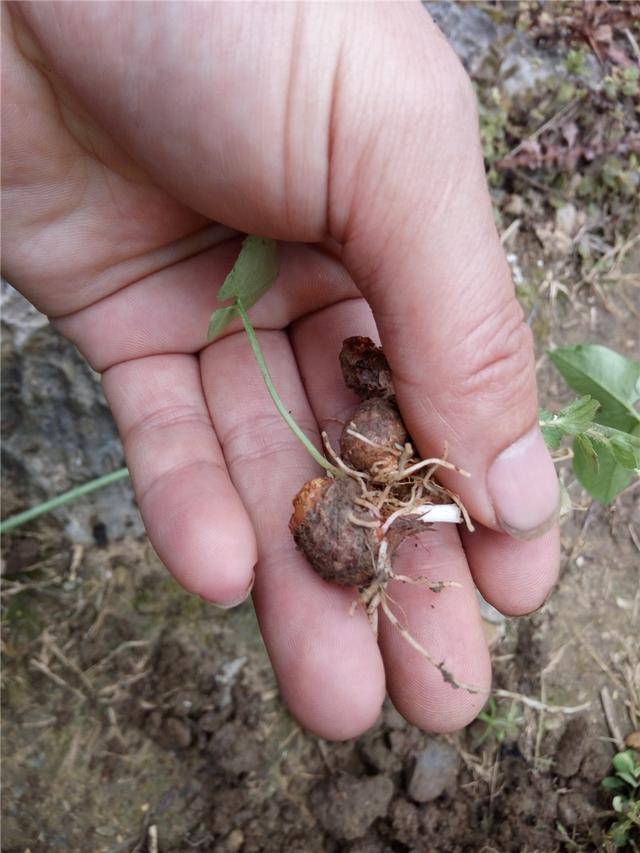 那时虽然靠这半夏子赚不了大钱,但对于小孩子们来说,靠自己的劳动赚取