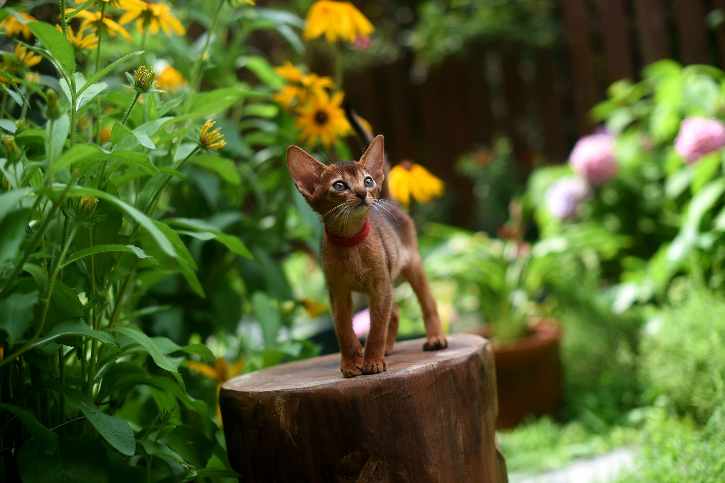 院子里的小精灵---阿比西尼亚猫