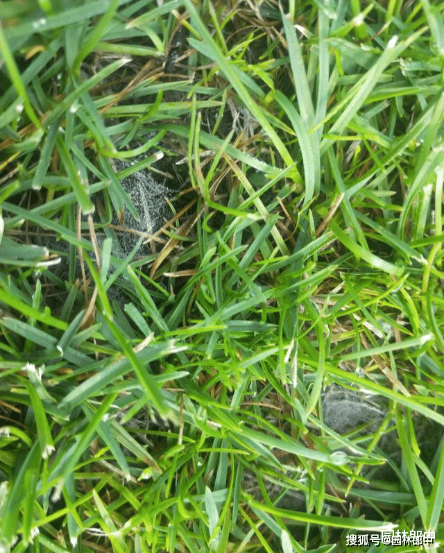 草坪上出现灰白色菌丝和白色小颗粒要当心可能是褐斑病在危害