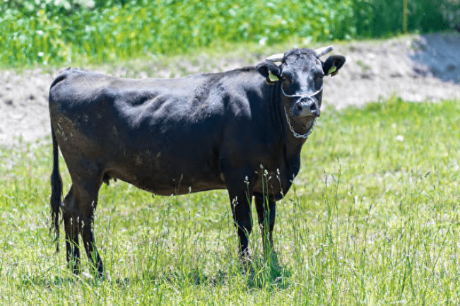 原创日本黑毛和牛在拍卖会上逃走 竟跑去游泳