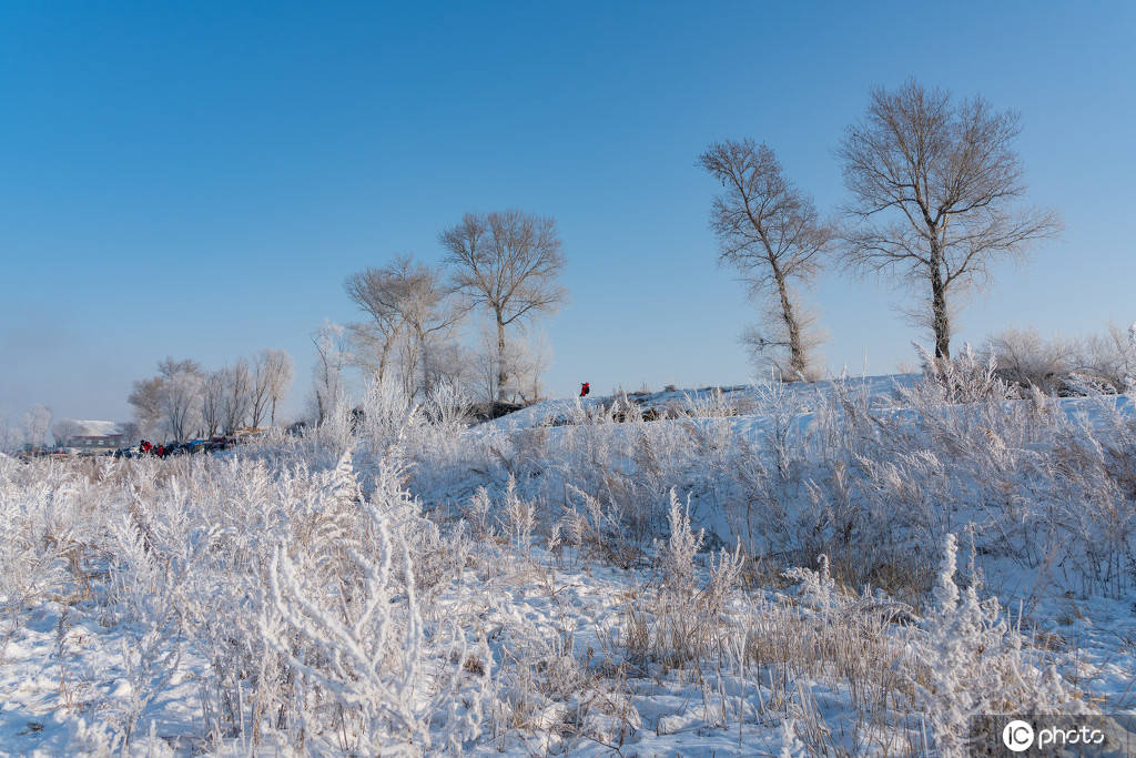 吉林雾凇岛冬日雪景 银装素裹分外妖娆