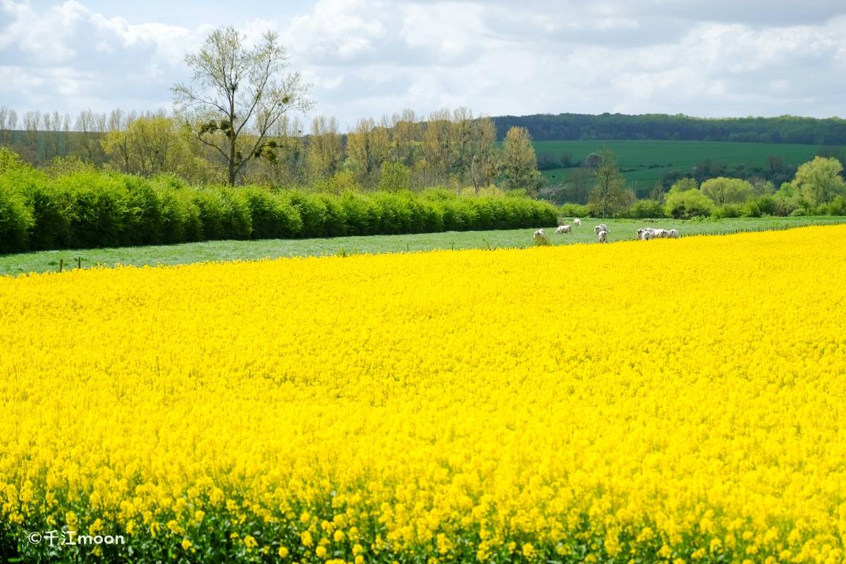 法国乡下的春天有多美