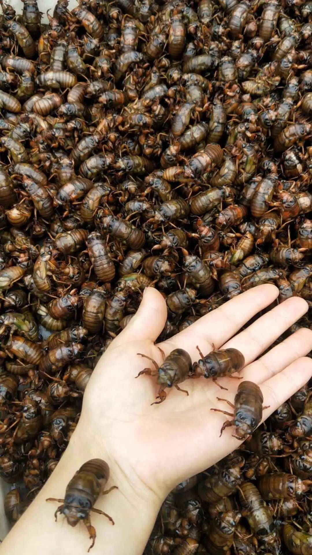 85元/斤,价格真不便宜!