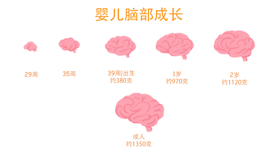 孩子大脑发育高峰期仅有一次,如何营养大脑?