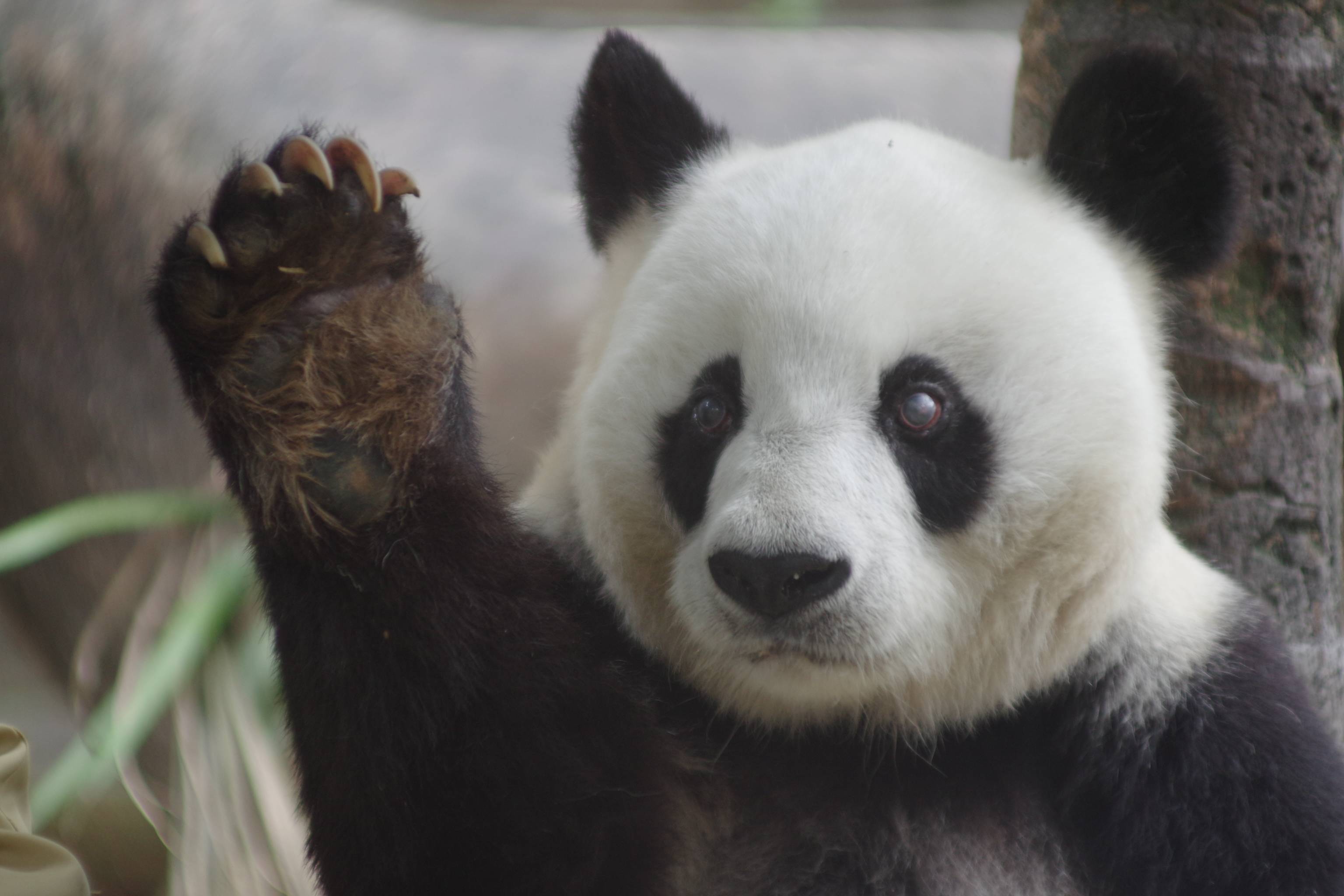 巴斯旅行人间 第二站:圣地亚哥