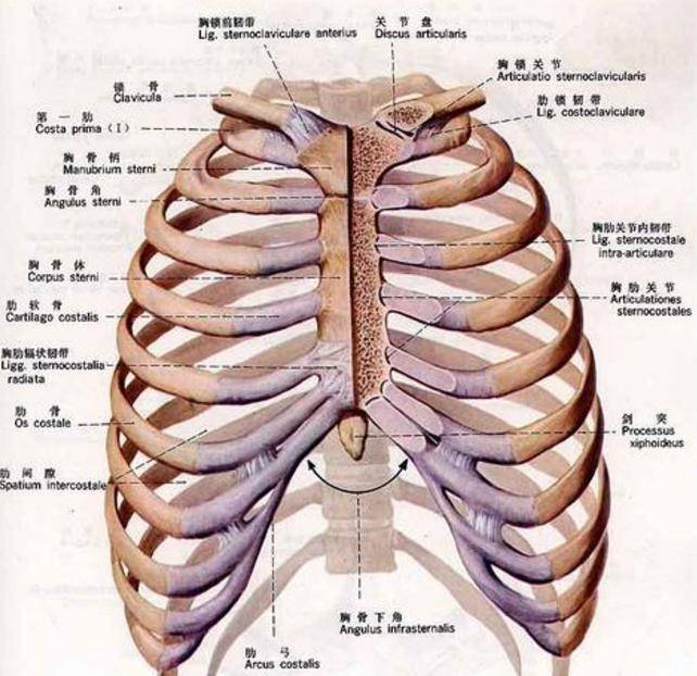 胸椎在什么位置图片