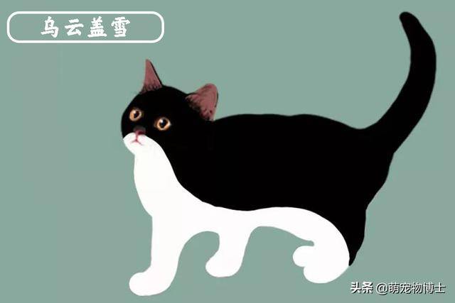 乌云盖雪猫多少钱一只 乌云盖雪猫长什么样子 气泡说说