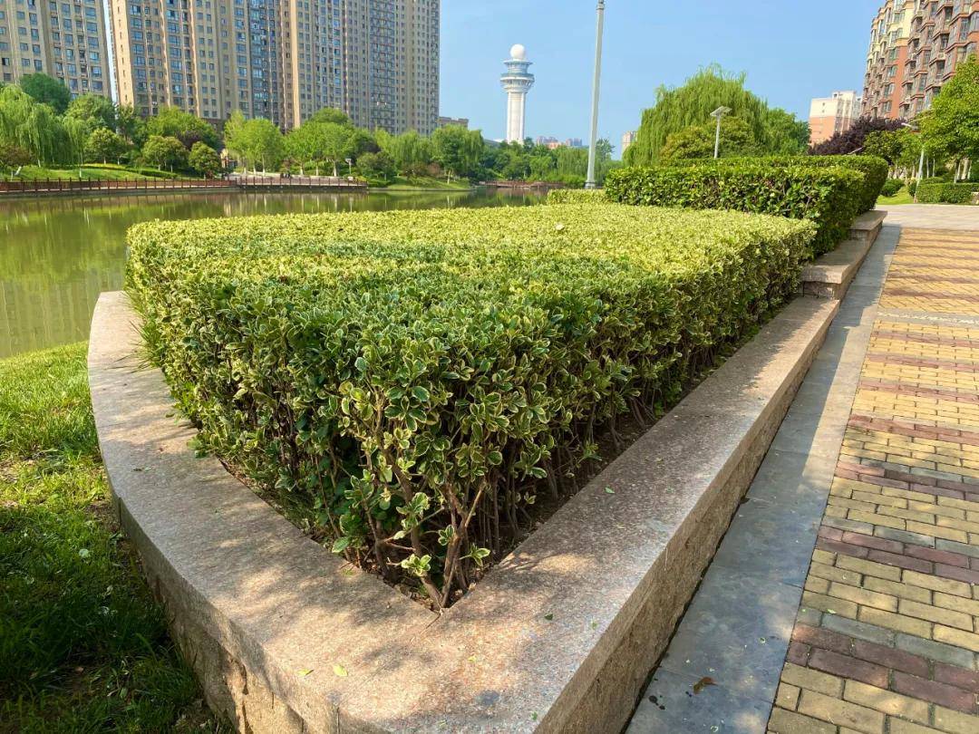 商丘市中心城区夏季绿植修剪已经开始_管道路
