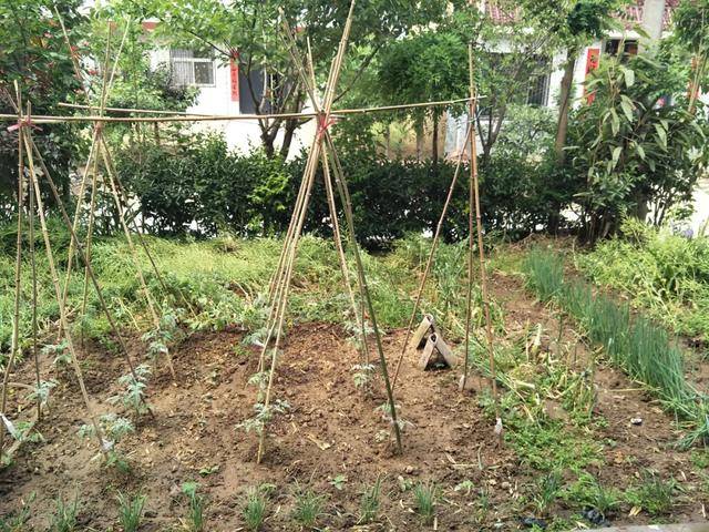 农村院落的菜地 终南行者摄影在城市种菜,比较容易的实现了我们的这种