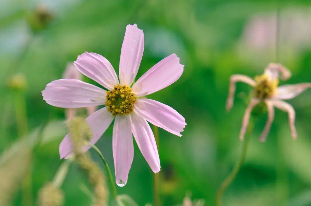 心若释然,岁月花开