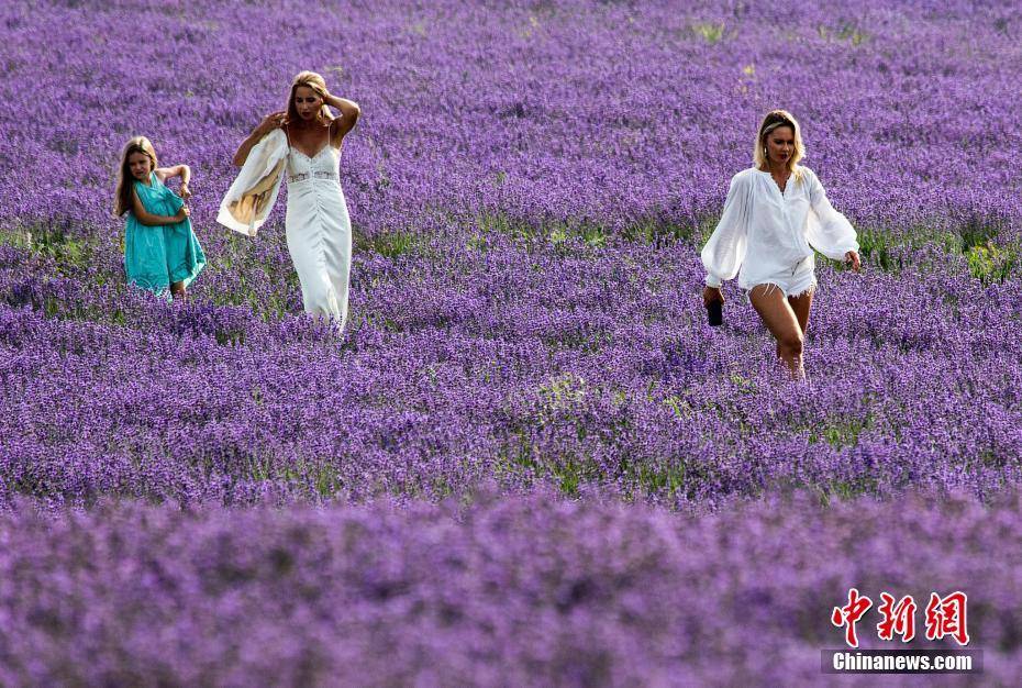 克里米亚薰衣草盛开游客流连紫色花海 搜狐大视野 搜狐新闻