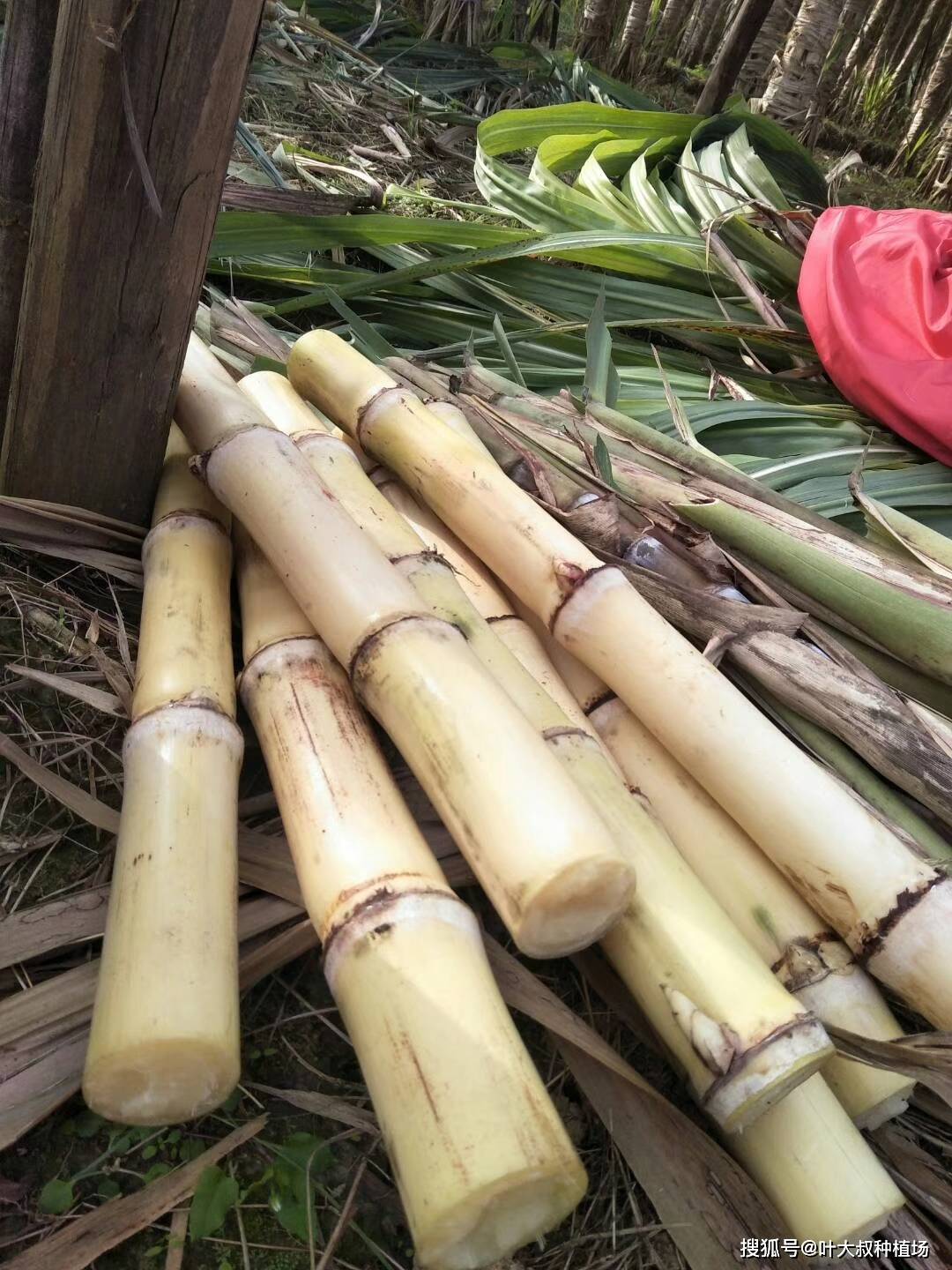 木格白玉蔗图片风景最费人工的甘蔗