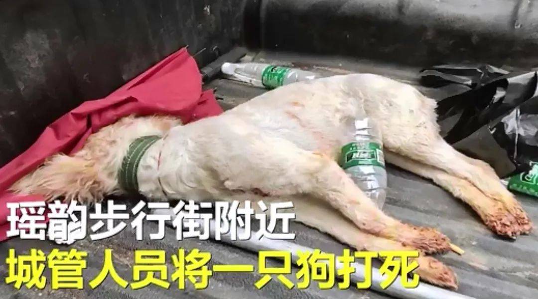 因为主人未牵绳被城管打死的狗狗