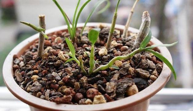 石斛兰可扦插繁殖,如何扦插更容易成活?