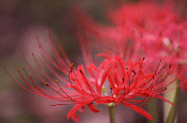 虽说地狱如此可怕,但是这艳红的花朵却充满了柔情,因此彼岸花的花语有