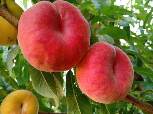 不用去王母娘娘的蟠桃会在济南也可以摘到多汁仙桃