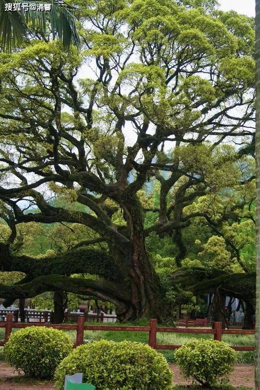 千年古树排名图片