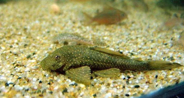 清道夫真的是"粪便"清洁工吗?_鱼缸