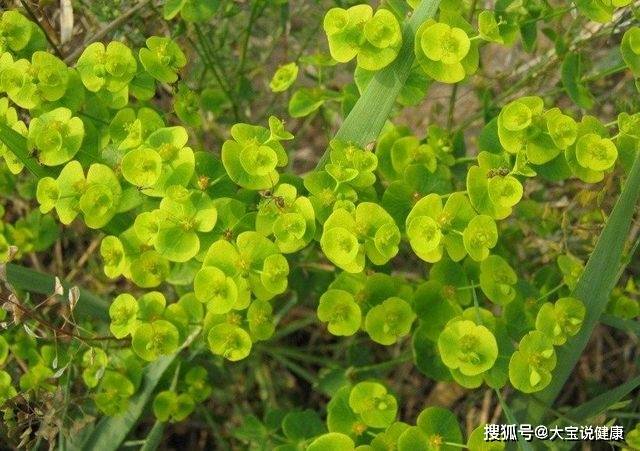 农村里的这种野草有很多,但很多人不知道它的功效这么好