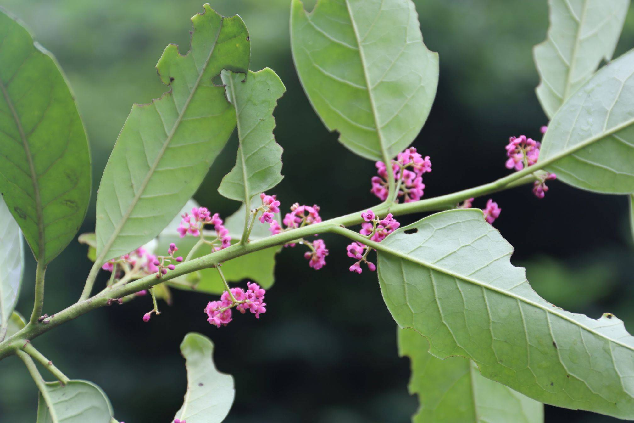 庆元植物1177-冬青科-冬青属-广东冬青