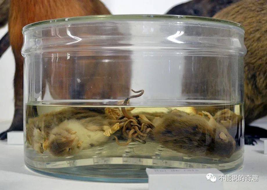 (法国南特自然历史博物馆的鼠王标本)研究"鼠王"的人发现,绝大部分