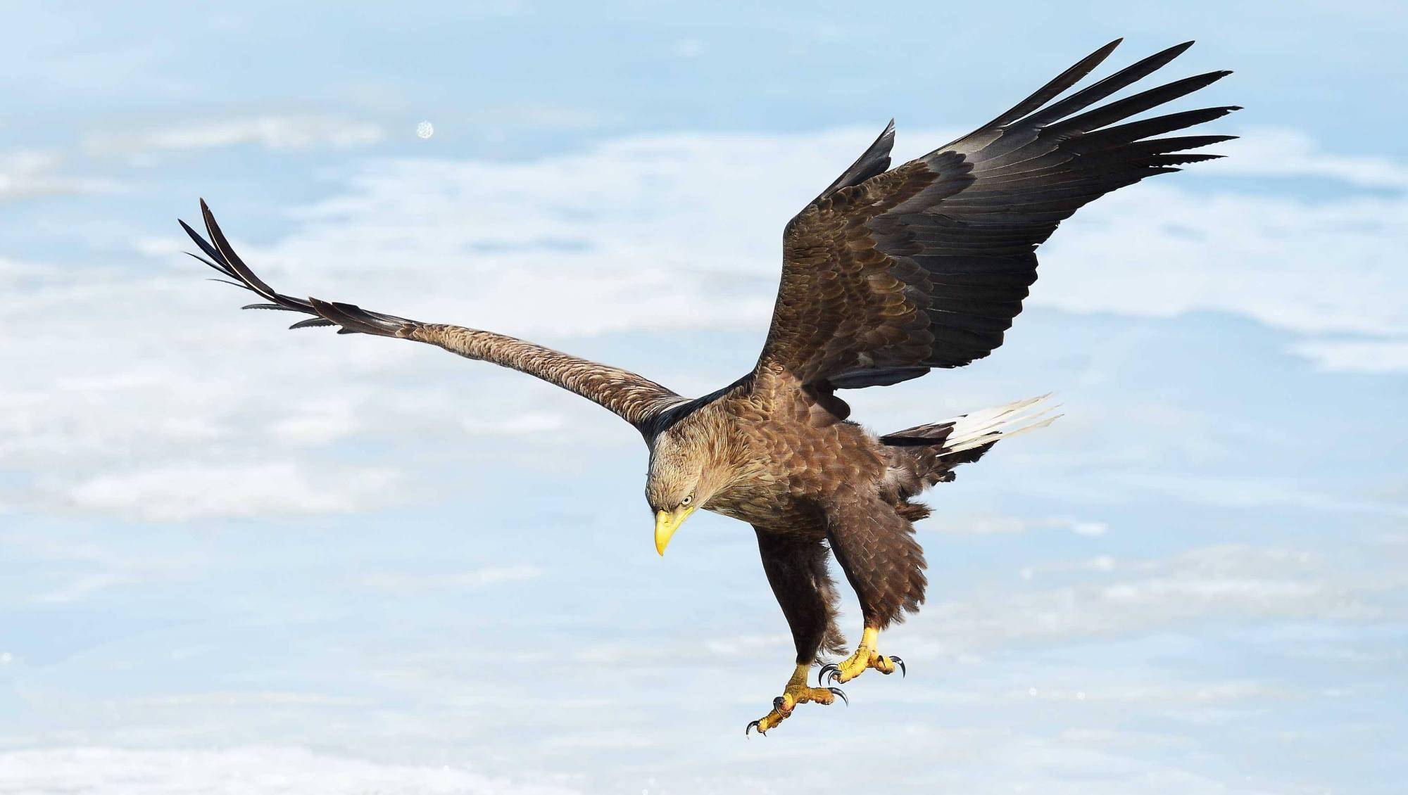 大鹏一日同风起,且上九万里!