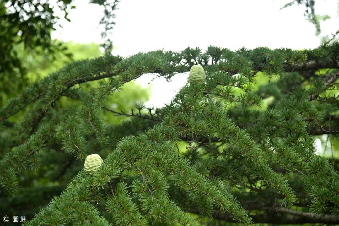 环保指向标丨这里的雪松喜结天鹅蛋