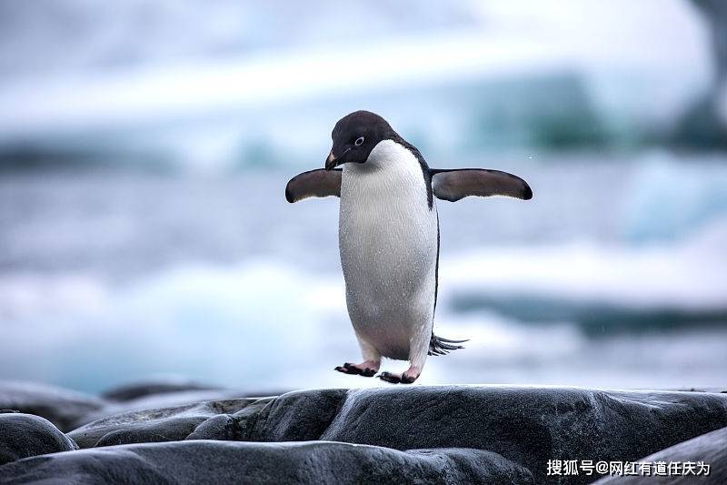 企鹅号都不会做?