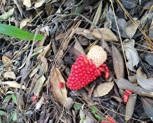 上山锻炼偶遇野玉米?远看像蛇吓一跳,近观才知有妙用