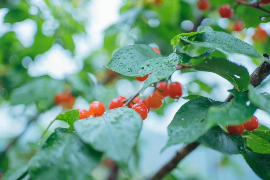 微風細雨,藏在山谷裡的詩意