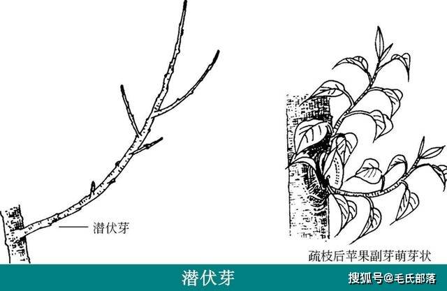 蘋果樹栽培技術蘋果樹芽的分類及枝芽特性