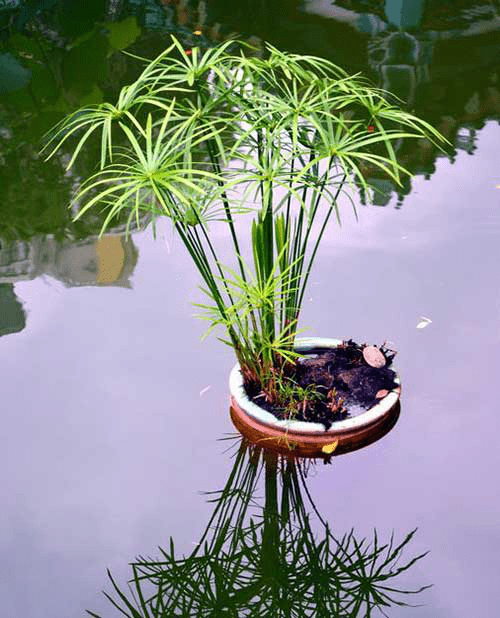 67水生植物培育旱伞草无土栽培方法