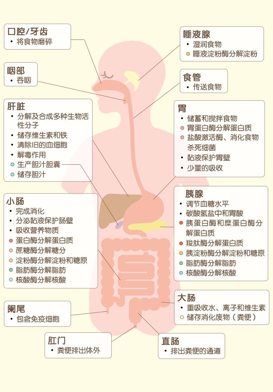 人体消化吸收全过程图片