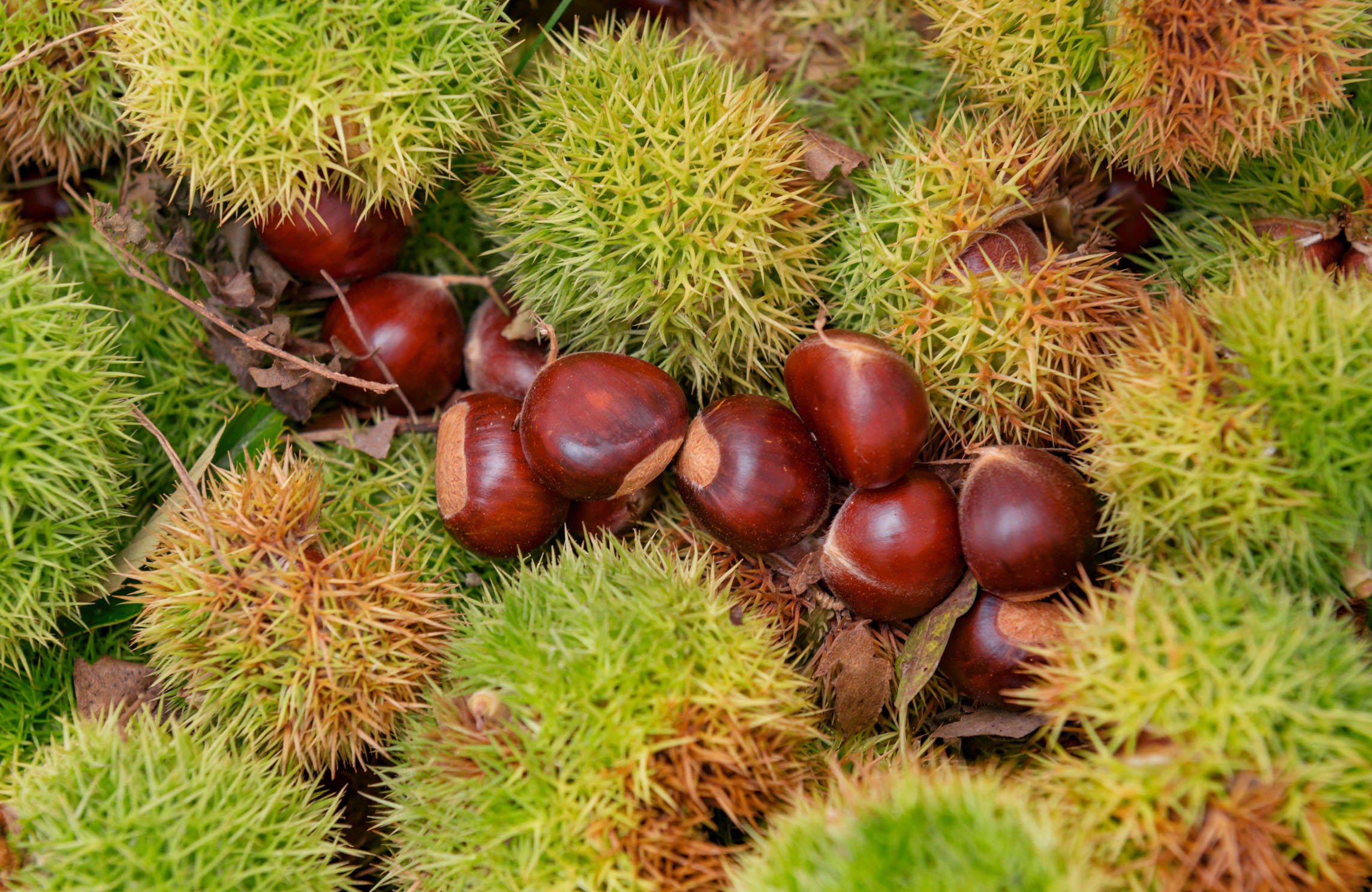 为什么有的板栗在坐果以后,里面没有栗子只是一个空壳?