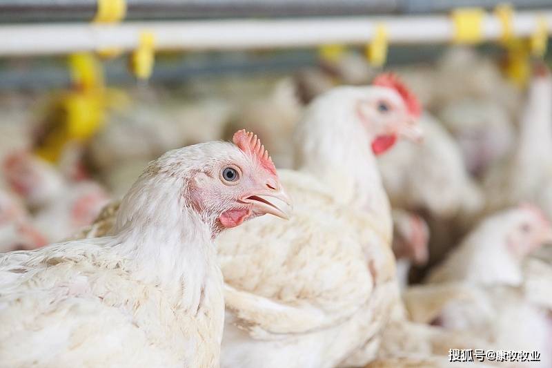 在鸡鼻孔处见有浆液性,黏液性,黏液脓性的分泌物流出或黏挂