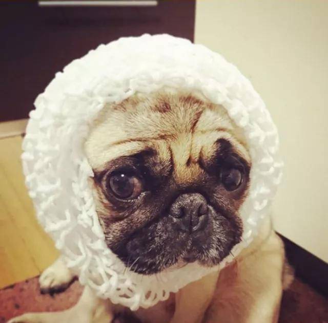 一只似乎怎么也开心不起来的狗子它咋了