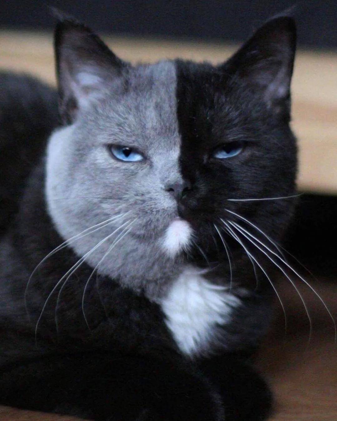 世界上最罕见的双面猫喜当爹幼崽精准遗传网友看出来是亲生的