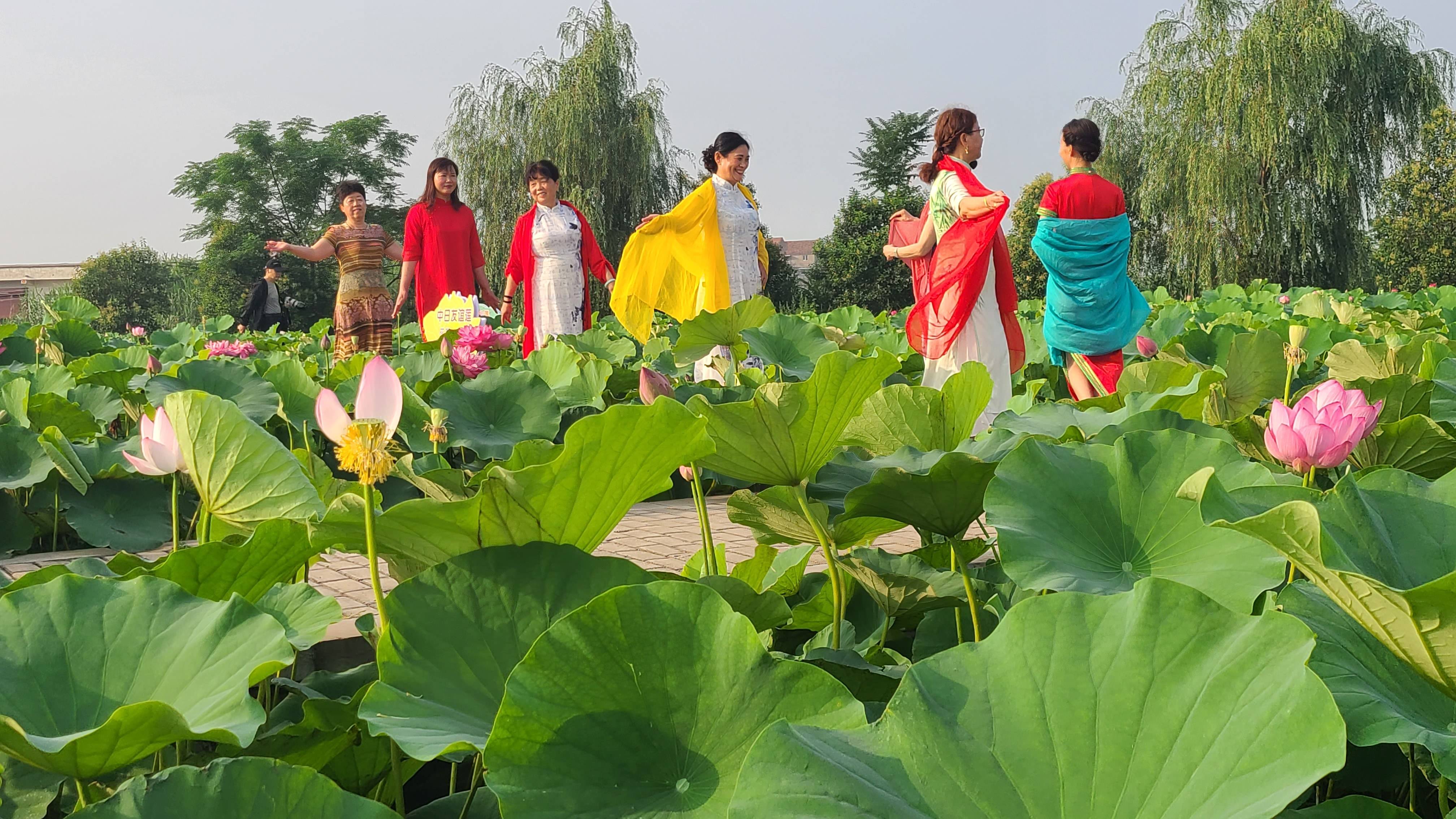 2020年淮阳龙湖赏荷旅游月将于7月10日开幕