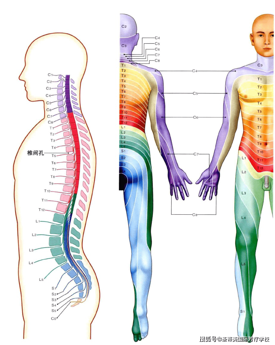 脑神经和脊髓神经 naha国际芳疗师认证_感觉神经