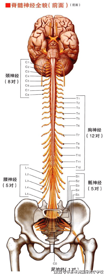 脊髓结构示意图图片