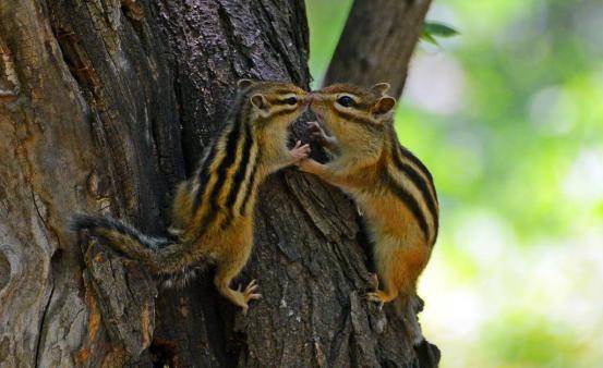 松鼠"亲吻"同伴