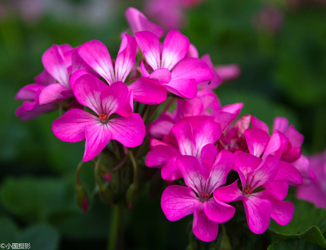 花卉摄影:马蹄纹天竺葵,象征着美好爱情的开始,为害羞男代言