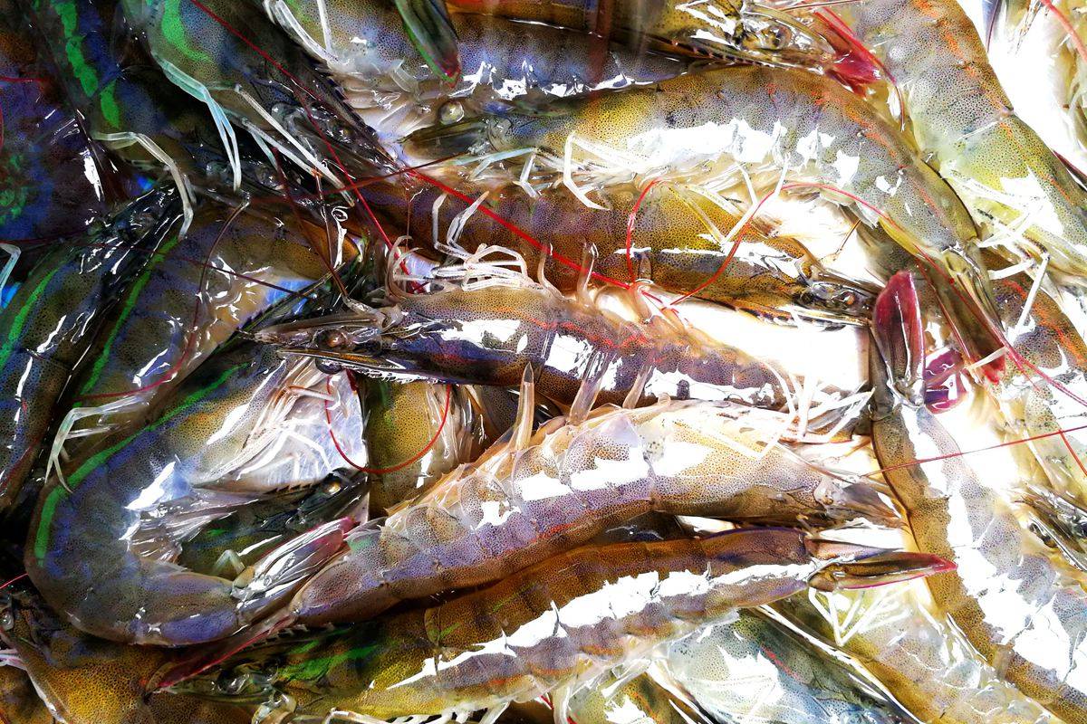 野生海鲜不便宜 鲜蛎虾25元一斤 摊主道出其中艰辛-搜狐大视野-搜狐