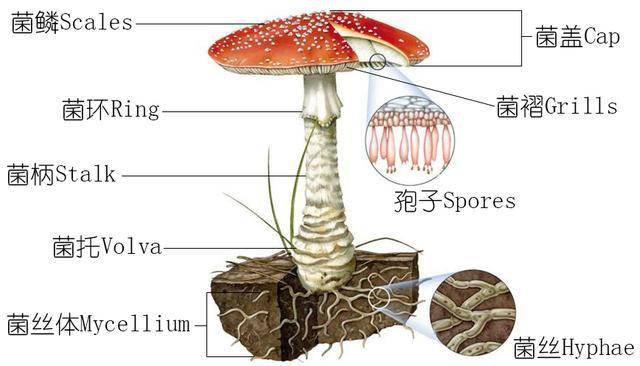 蘑菇记以科学的名义认识各种常见食用菌