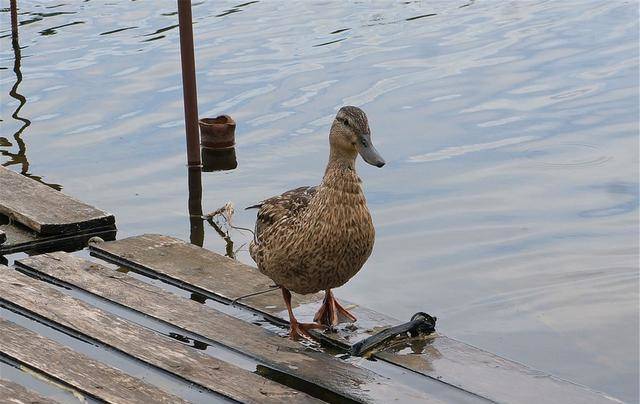 从二十几块升值到上万元的宠物鸭,王珞丹寻鸭给中国制造的启示_鸭子