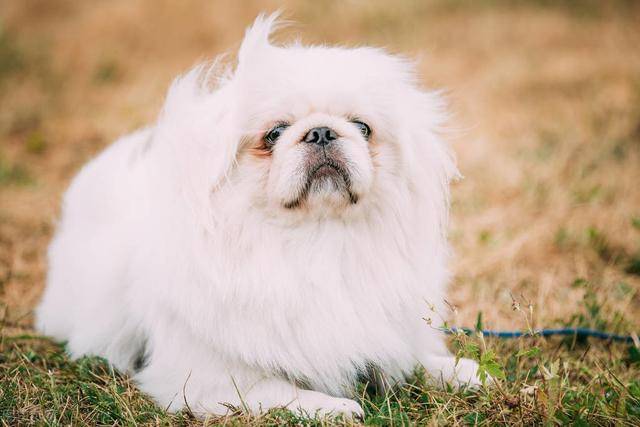 北京犬毛发比较浓密,而且还是长毛狗,平时一定要给它多梳毛,不然很