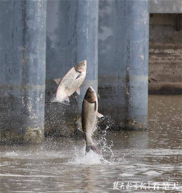 武汉多湖水位持续走高大量鱼儿跃出水面