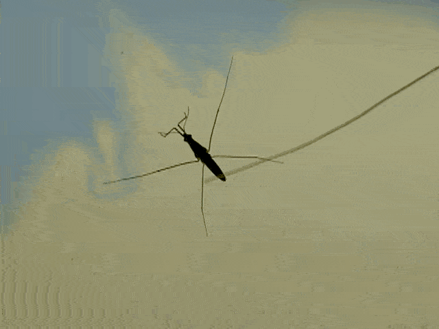 文章来自转载_蜜蜂