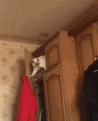 【小猫搞笑】猫进柜子 下来不那么容易了